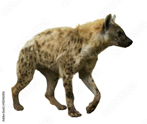 Spotted hyena on white
