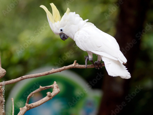  white cockatoo