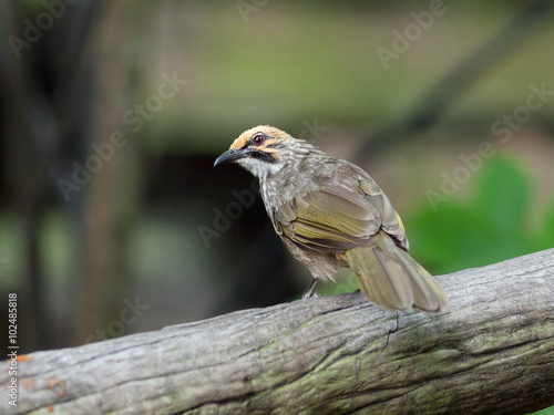  straw head bulbul