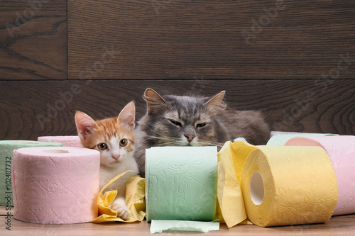 Cats and a lot of toilet paper. Big cat and a small cat lying among colorful rolls of toilet paper. Toilet for cats. Toilet paper pink, green, yellow and white. Snouts large cats