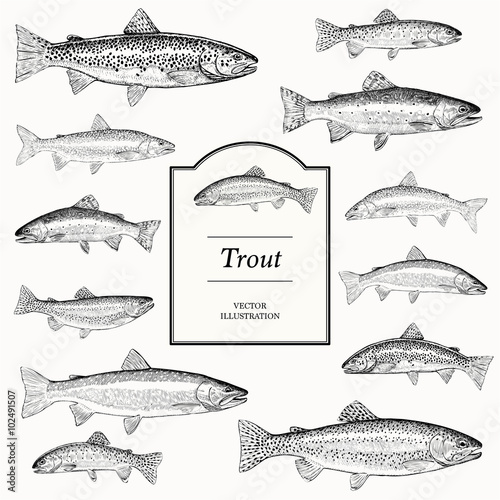 trout illustrations