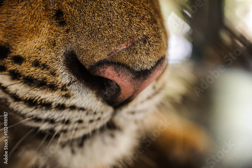 tiger nose close up Thailand