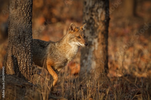 golden jackal / Beautiful golden jackal in nice sof light from Pench tiger reserve in India