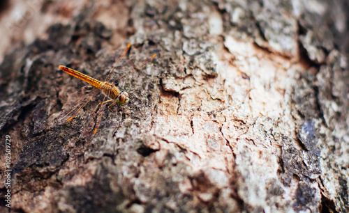 dragonfly resting on a Bark in forest