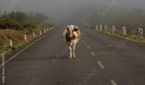 Samotna krowa stojąca na asfaltowej drodze we mgle 