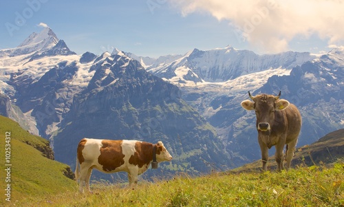 Two Swiss Cows in the Alps