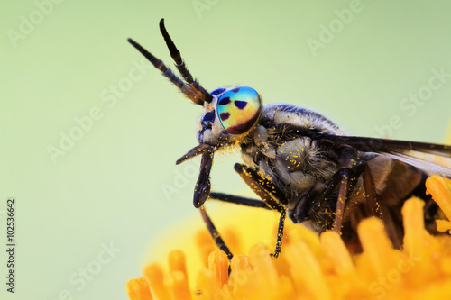 insect gadfly with big eyes sitting on a flower