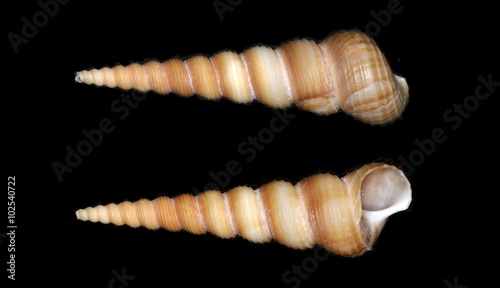 Turritella, a genus of marine gastropod mollusks in the family Turritellidae