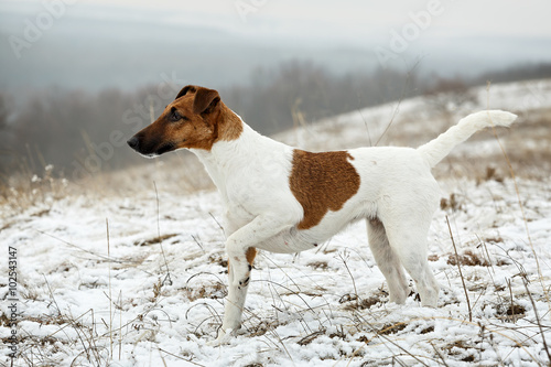 Smooth Fox Terrier standing in the rack on a flat snow surface.