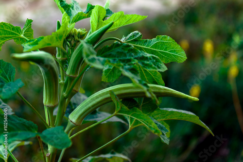 Okra plant close up organic produce food farming