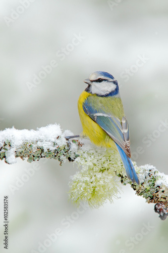 Blue Tit, cute blue and yellow songbird in winter scene, snow flake and nice snow flake and nice lichen branch, Germany