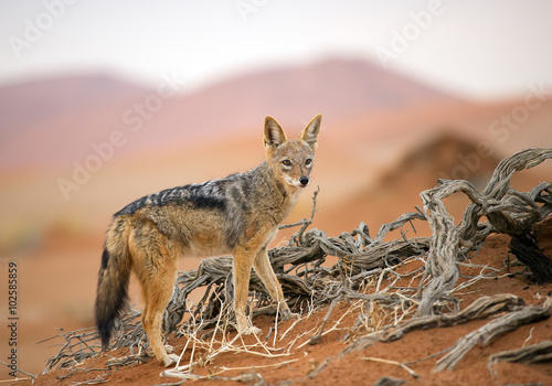 Young jackal standing on red sand of Sossusvlei, with dune in background, Sossusvlei, Namibia, Africa