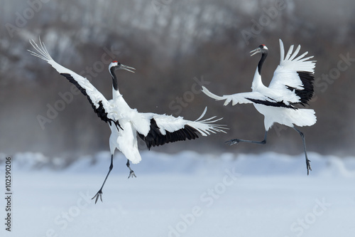 Dancing pair of Red-crowned crane with open wing in flight, with snow storm, Hokkaido, Japan