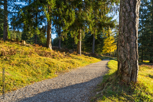 Wanderweg im Wald