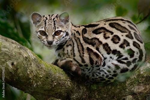 Margay, Leopardis wiedii, beautiful cat sitiing on the branch in the tropical forest, Panama