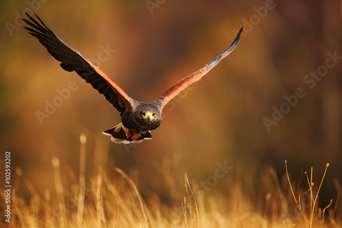 Flying bird of prey, Harris Hawk, Parabuteo unicinctus, in grass