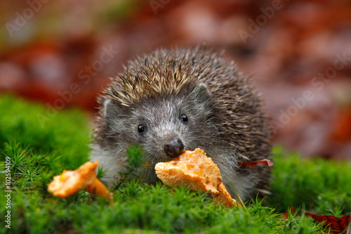 Cute European Hedgehog, Erinaceus europaeus, eating orange mushroom in the green moss