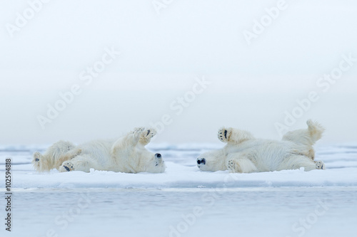 Two Polar bear lying relax on drift ice with snow, white animals in the nature habitat, Canada