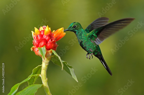 Green hummingbird Green-crowned Brilliant, Heliodoxa jacula, from Costa Rica flying next to beautiful red flower with clear background