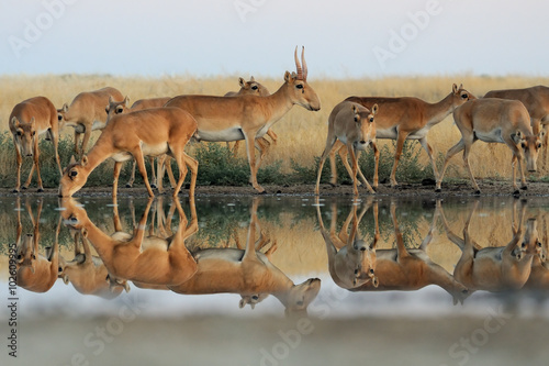 Wild Saiga antelopes in steppe near watering pond