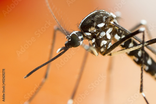 Asian Tiger Mosquito