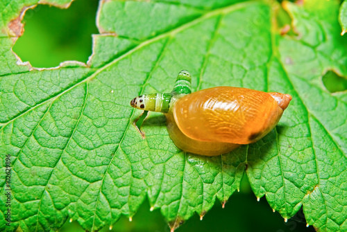 Snail Antara affected by parasite Leucochloridium paradoxical