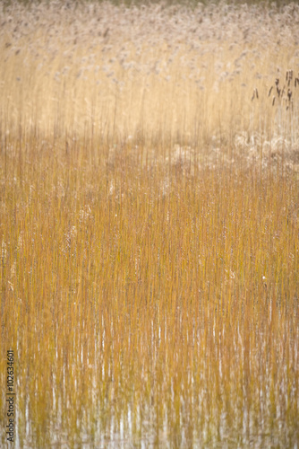 Reed Bed