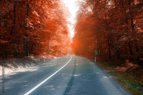 asphalt road through sunny fall forest