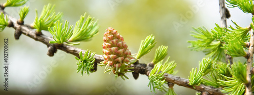 Young larch cone on a branch