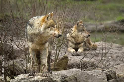 Loups gris