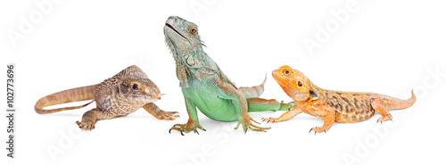 Three Types of Lizards-Vertical Banner