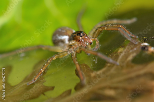Pirata piraticus wolf spider on water surface. A hunting spider in the family Lycosidae is able to stand on the surface of a pond due to surface tension and hairs on feet 