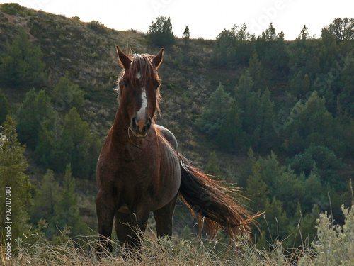 Wild Horse Mustang Bay Stallion in Theodore Roosevelt National Park ND