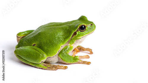European green tree frog sitting isolated on white