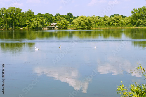 Swans floats in the lake