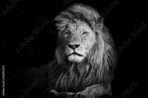 Beautiful Lion Romeo 2 of Double Cross Pride in Masai Mara, Kenya