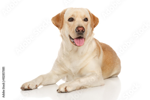 Young happy Labrador dog