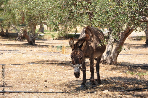 Esel unter Olivenbaum auf der Insel Kreta