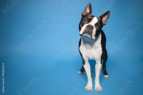 Boston Terrier blue background