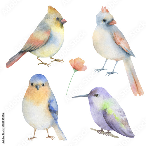 Watercolor set of birds. 