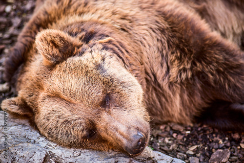 brown bear