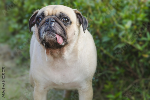 Close-up portrait cute dog puppy pug with saliva and snot by Ton