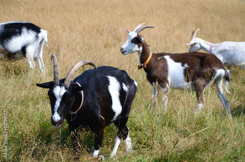 Goats on the meadow