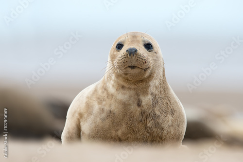 Atlantic Grey Seal Pup (Halichoerus Grypus) / Atlantic Grey Seal Pup na piaszczystej plaży