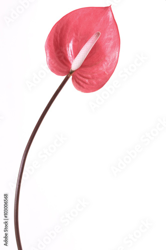 anthurium flower, Flamingo Flower