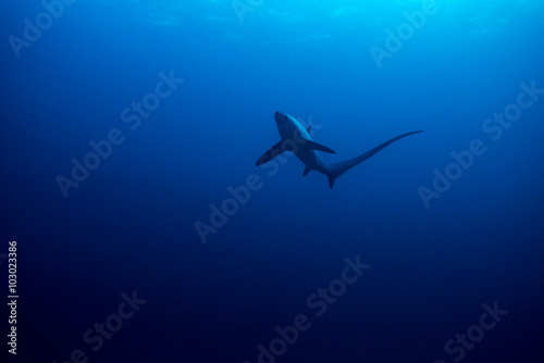 Common thresher shark