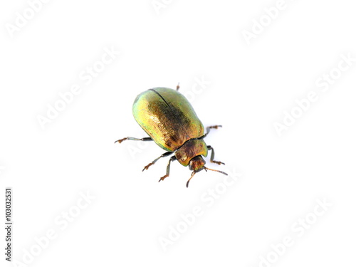 The leaf beetle Plagiosterna aenea on white background
