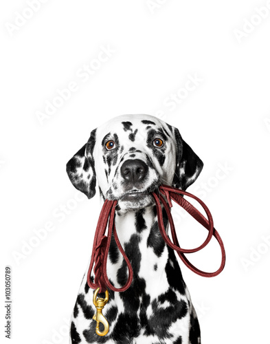 Dalmatian is holding the leash in its mouth