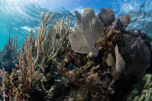 Diverse Coral Reef in Caribbean