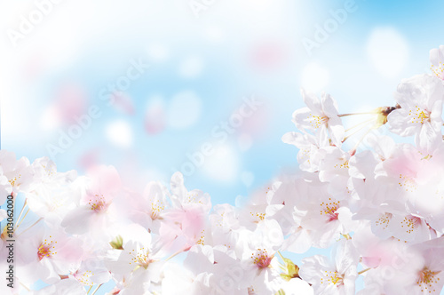 桜 花びら たくさん 青